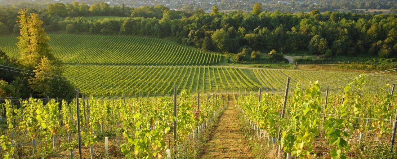 Denbies Vineyard Hotel Dorking Kültér fotó